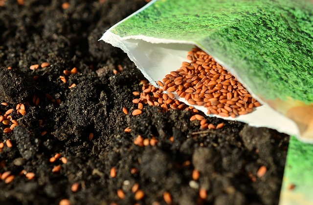 sázení semínek do půdy.jpg